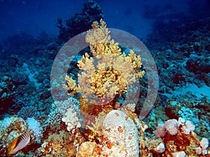Soft coral