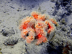 Soft coral