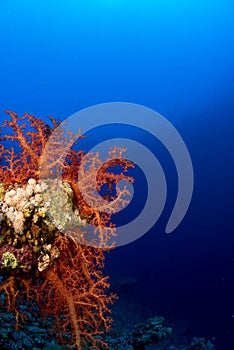 Soft coral