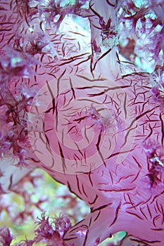 Soft coral