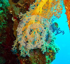 Soft coral from the Alicyonariaceae family (Alcyonacea) on a coastal reef in the Red Sea