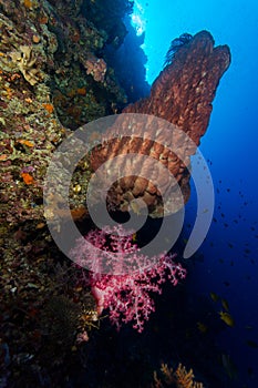 Soft coral and barrel sponge in moyo island