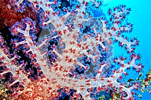 Soft Coral, Bunaken National Marine Park, North Sulawesi, Indonesia, Asia