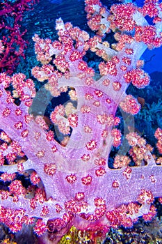 Soft Coral, Bunaken National Marine Park, North Sulawesi, Indonesia, Asia