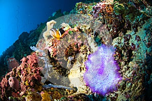 Soft coral bunaken sulawesi indonesia anemone underwater