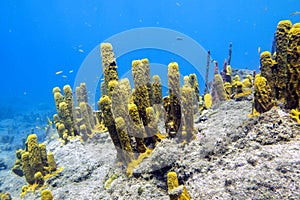 Soft coral on Champagne Reef in Dominica