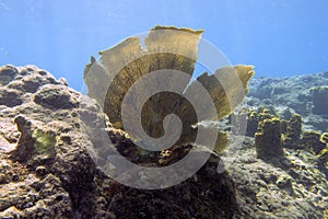 Soft coral on Champagne Reef in Dominica