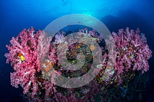 Soft coral colony on the rock background sun ray , Similan island Thailand