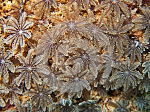 Soft coral, scuba diving in Egypt