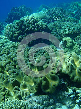 Soft coral field