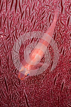 soft coral ghostgoby fish