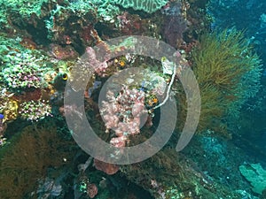 A soft coral growing on the wreck of the usat liberty at tulamben on bali