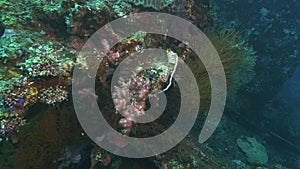 A soft coral growing on the wreck of the usat liberty at tulamben on bali