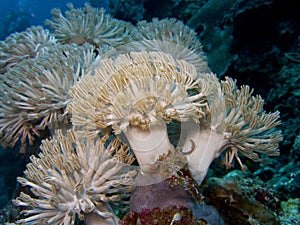 Soft Coral Heteroxenia fuscescens