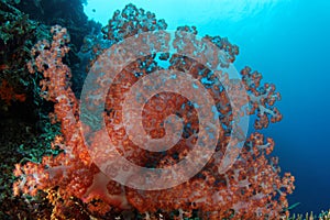 Soft coral - Maratua atoll