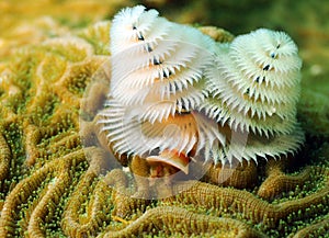 Soft coral in ocean