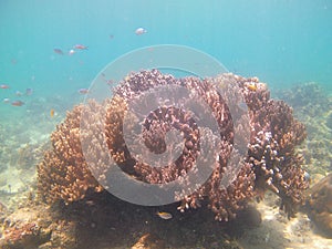 Soft coral photo