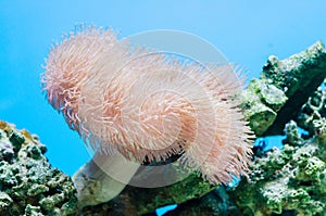 Soft coral