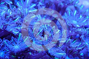 Soft coral polyp