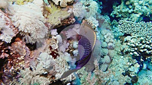 Soft coral polyps on coral reef Elfin Ston catch plankton, Red Sea, Egypt