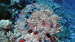 Soft coral polyps on coral reef Elfin Ston catch plankton, Red Sea, Egypt