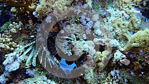 Soft coral polyps on coral reef Elfin Ston catch plankton, Red Sea, Egypt