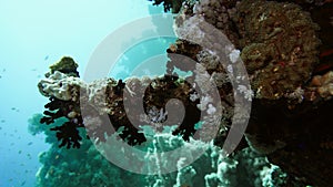 Soft coral polyps on coral reef Elfin Ston catch plankton, Red Sea, Egypt