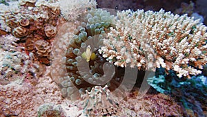 Soft coral polyps on coral reef Elfin Ston catch plankton, Red Sea, Egypt