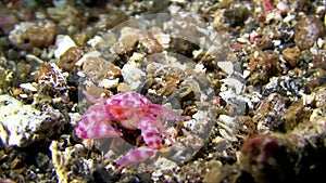 Soft Coral Porcelain Crab Lembeh strait Indonesia