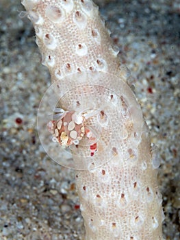 Soft coral porcelain crab, Lissoporcellana nakasonei. North Sulawesi, Indonesia