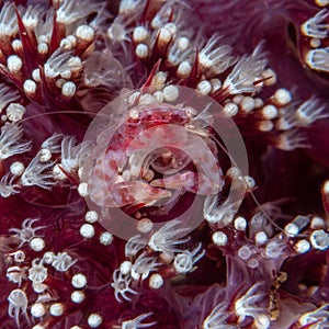 Soft Coral Porcelain Crab, Lissoporcellana nakasonei. Pulisan, North Sulawesi