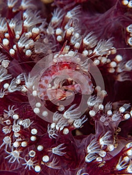 Soft Coral Porcelain Crab, Lissoporcellana nakasonei. Pulisan, North Sulawesi