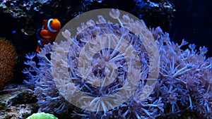 Soft coral pulsing Xenia in salt water tank