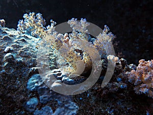 Soft coral of Red Sea