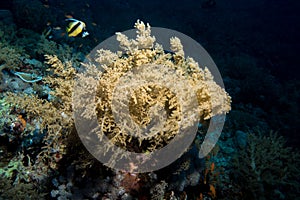 Soft coral in the red sea