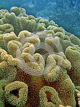 Soft Coral Reef