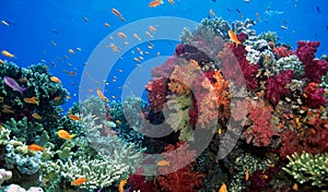 Soft coral reef scene