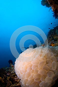 Soft coral reefscape Indonesia Sulawesi