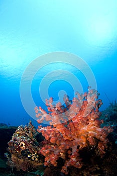 Soft coral reefscape Indonesia Sulawesi photo