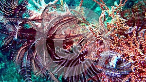 soft coral scenery from raja ampat tropical waters indonesia underwater