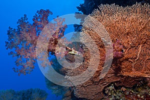 Soft coral sea fan scene