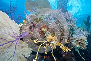 Soft Coral Sea Scape