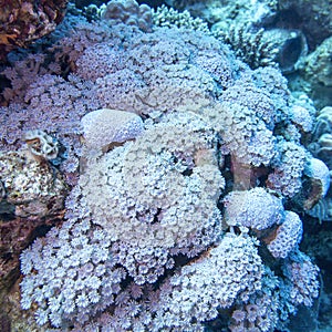 Soft coral sessile xenia at the bottom of tropical sea , underwater