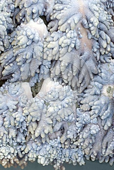 Soft coral texture