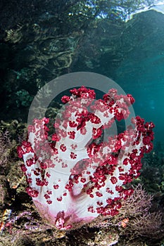 Soft Coral in Tropical Pacific