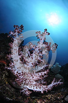 Soft Coral under Bright Sunlight in Japan