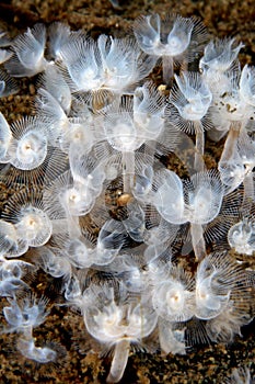 Soft coral, underwater flowers