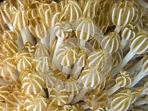 Soft Corals