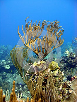 Soft corals and aquatic plants