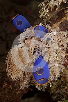 Soft corals and ascidia (tunicata)